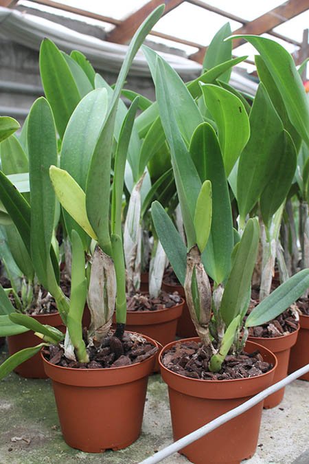 Cattleya Coral Gem.jpg