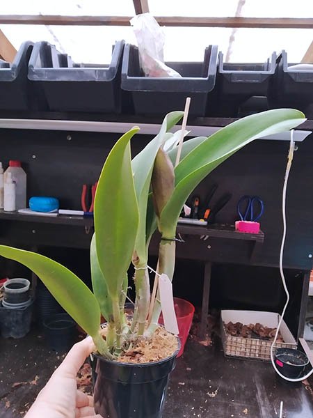 Rhyncholaeliocattleya Hey Song.jpg