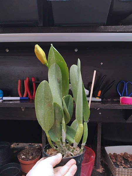 Rhyncholaeliocattleya Hey Song Orange.jpg