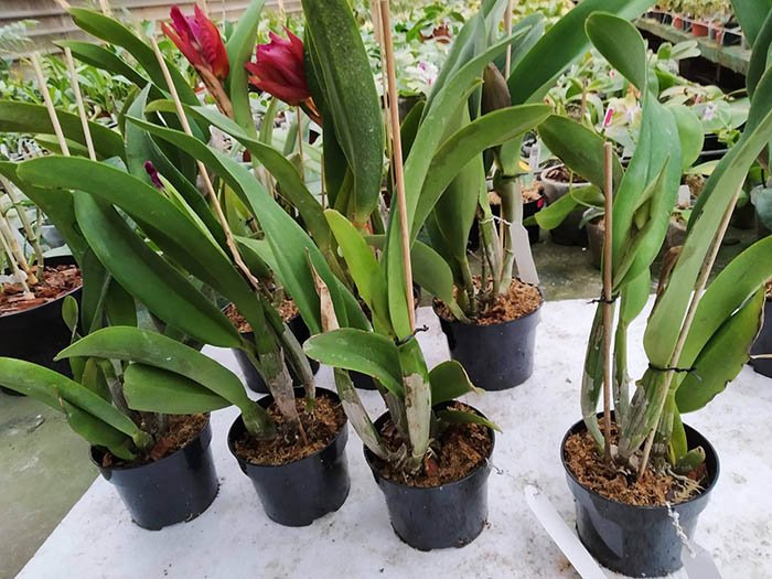 Rhyncholaeliocattleya Crystal Wall.jpg