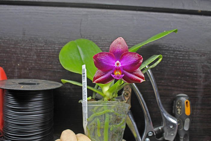 Phalaenopsis LD Sun Dragon 'MO98' x Mituo Reflex Dragon 'B1'.jpg