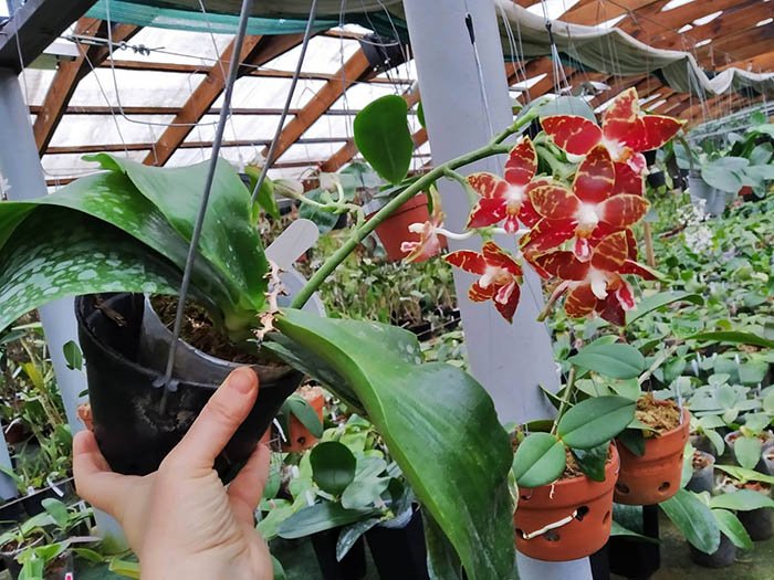 Phalaenopsis amboinensis 'I-Lan'.jpg