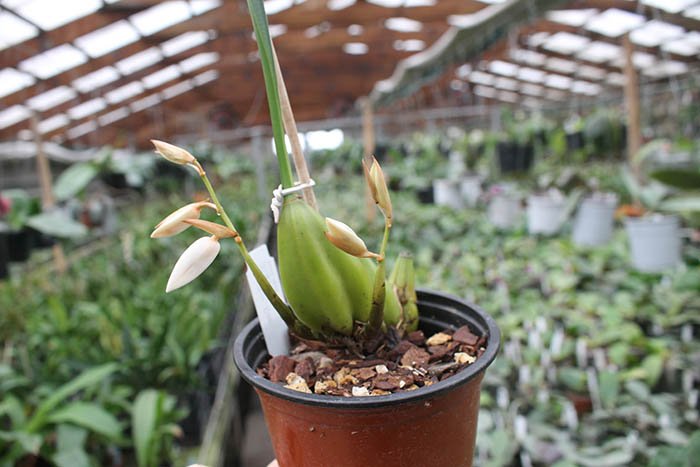 Coelogyne viscosa.jpg