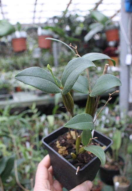 Dendrobium Maiden Charlotte x Micro Chip.jpg