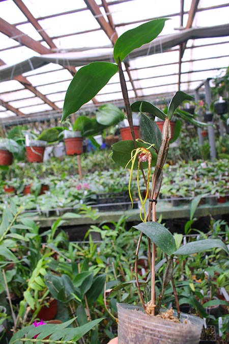 Dendrobium tetragonum.jpg