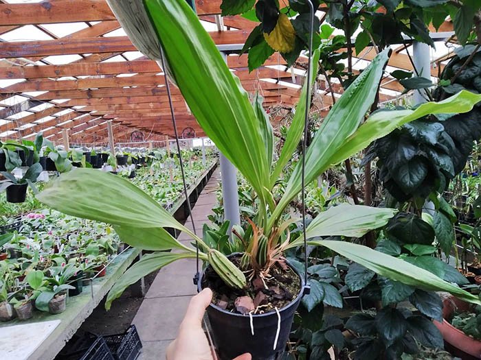 Gongora irmgardiae.jpg