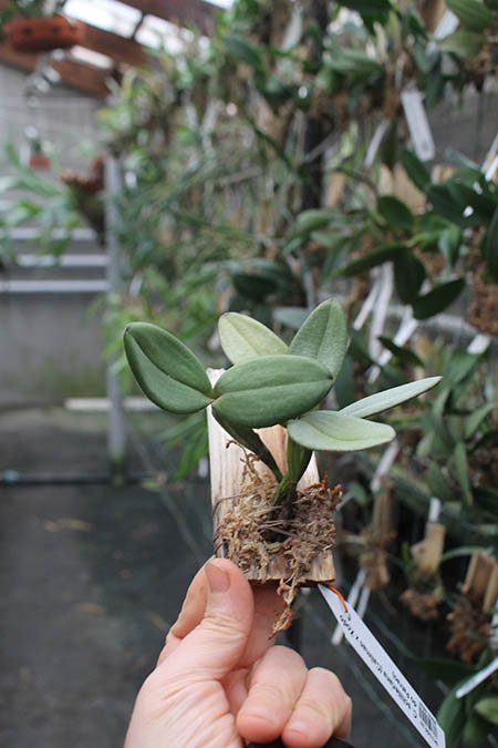 Cattleya schilleriana (Caliman x Xodo do Patrao).jpg