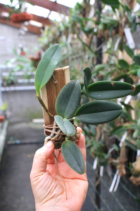 Cattleya schilleriana 'Zaslawski' x 'Surpresa'.jpg