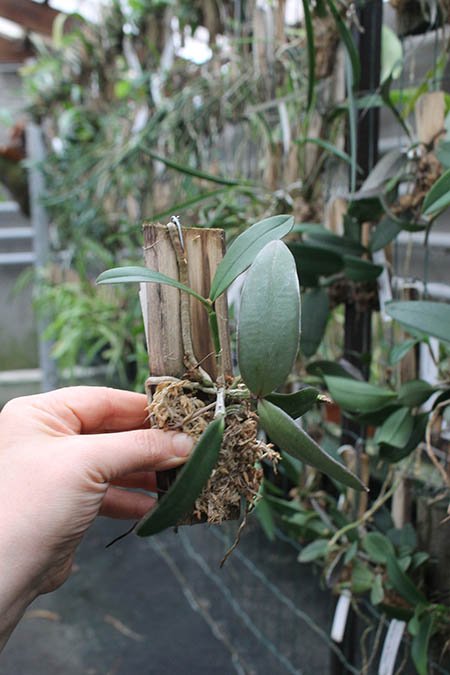 Cattleya schilleriana x schilleriana (4N).jpg