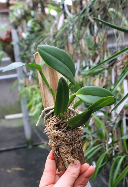 Cattleya schilleriana (atro 'Coluna Vermelha' x 'Chocolate II').jpg