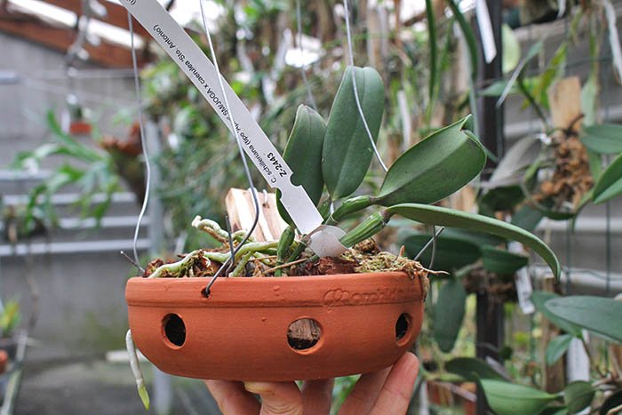 Cattleya schilleriana (tipo 'Aphri' x coerulea 'Sto Antonio').jpg