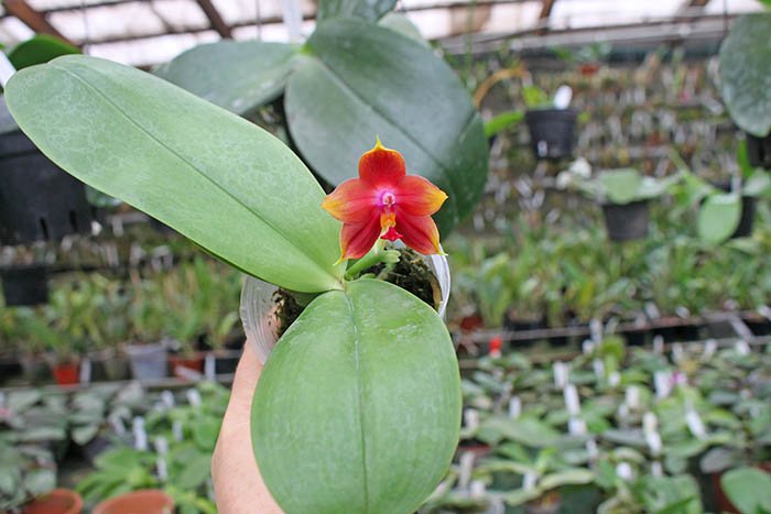 Phalaenopsis LD's Bear King 'Bronze' x Mituo Princess 'Blue'.jpg