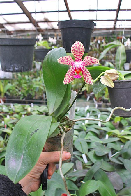 Phalaenopsis Diamond Beauty '1202' x Ld's Bear King 'YK7'.jpg