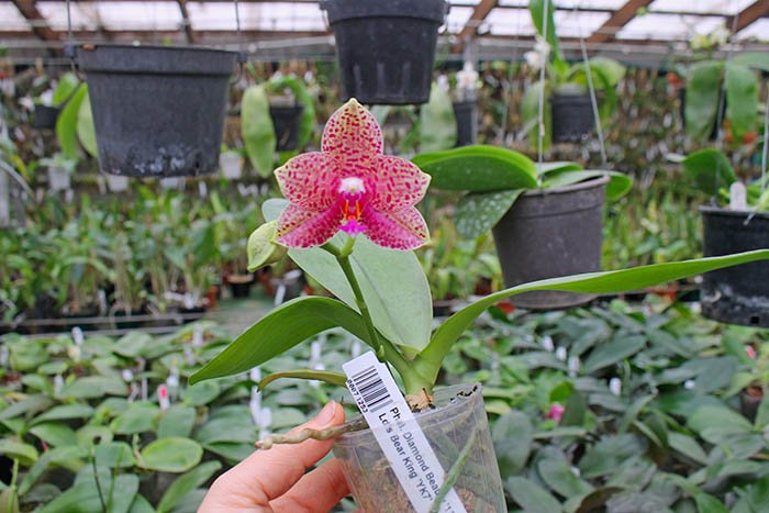 Phalaenopsis Diamond Beauty '1202' x Ld's Bear King 'YK7'.jpg