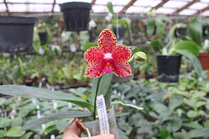 Phalaenopsis Diamond Beauty '1202' x Ld's Bear King 'YK7'.jpg