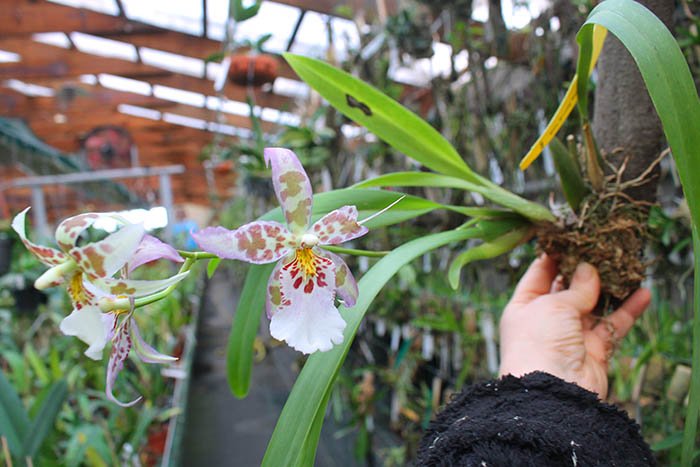 Beallara Dreamy 'Kool 'n Kinky'.jpg