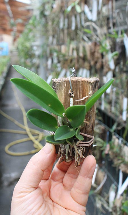 Laelia sincorana [concolor 'BO' x (sincorana alba x SELF)].jpg