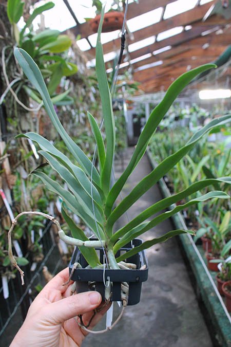 Sobennikoffia humbertiana.jpg