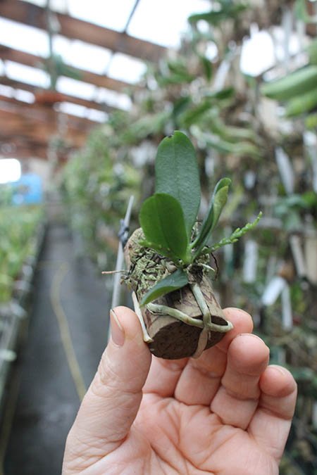 Aerangis hyaloides.jpg