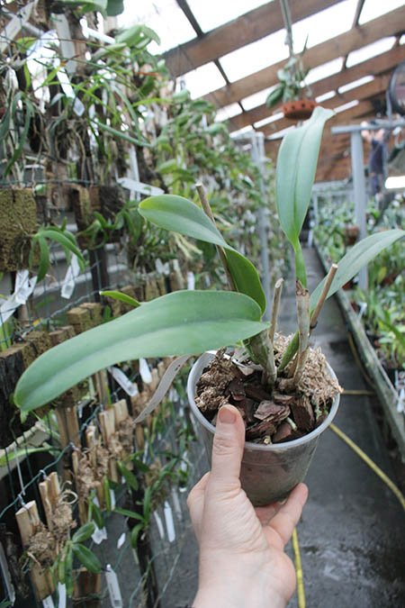 Cattleya mendelli alba 'Clayton' SELF.jpg