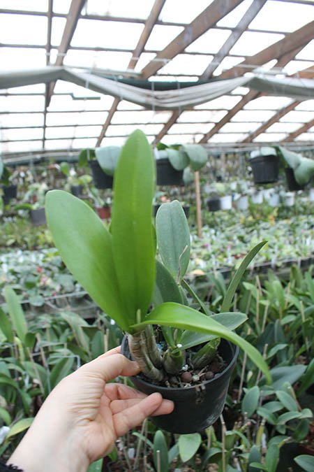 Myrmecocattleya RIO's Little Treasure.jpg