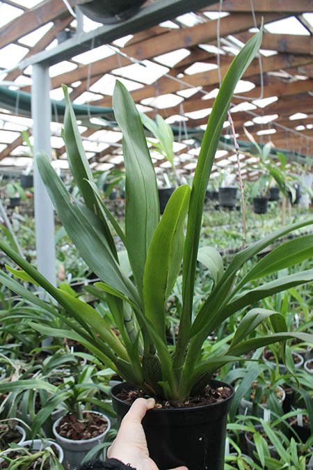 Vuylstekeara Yokara 'Perfection' x Oncidium leucochillum.jpg