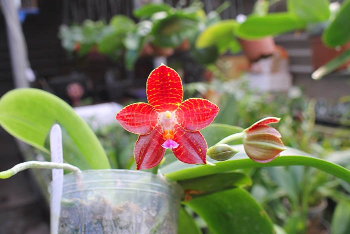 Phalaenopsis gigantea x Zheng Min Tyranosaurus.jpg