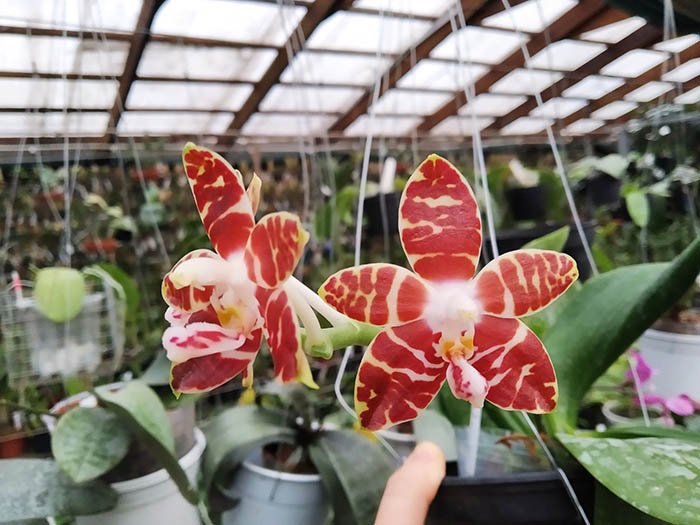 Phalaenopsis amboinensis v common.jpg