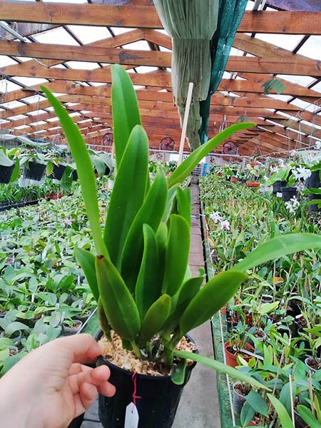 Rhyncholaeliocattleya Rungnapha Fancy x Haw Yuan Beauty (Lady gaga).jpg