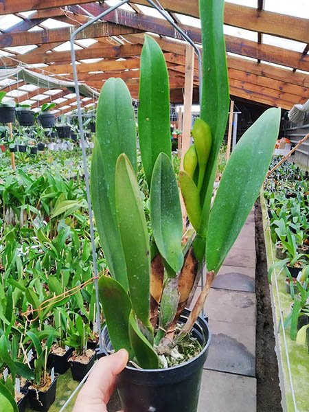 Rhyncholaeliocattleya Focus Taiwan 'Persimmon'.jpg