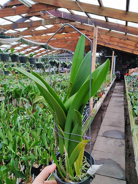 Recchara Frances Fox.jpg