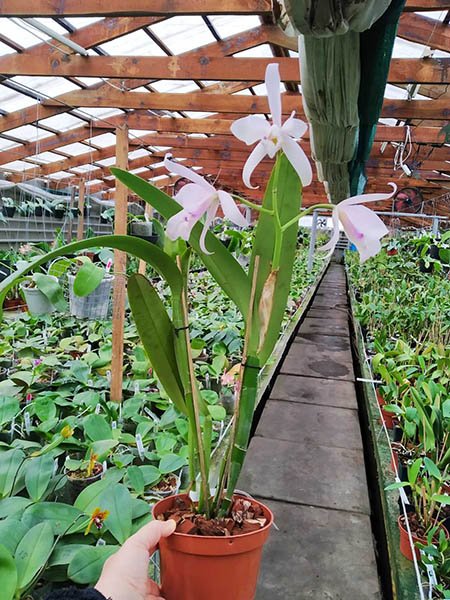 Cattleya maxima (rosada x concolor).jpg