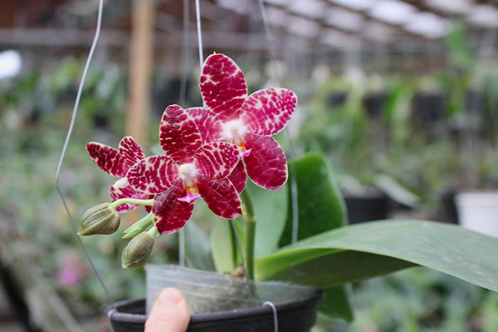 Phalaenopsis Yuanshan Girl 'Peter'.jpg