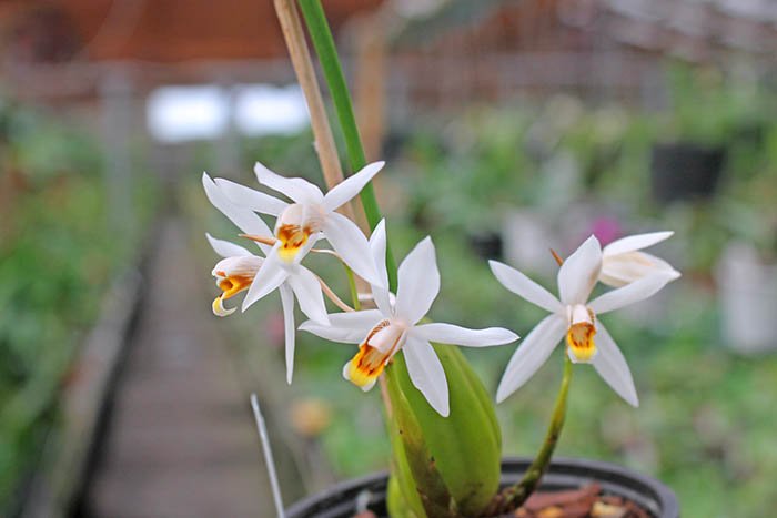 Coelogyne viscosa.jpg