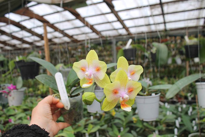 Phalaenopsis Yaphon Green Batman 'ES'.jpg