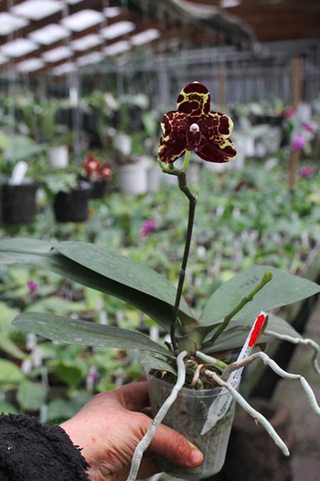 Phalaenopsis Diamond Beauty '1202' x Ld's Bear King 'YK7' (select).jpg