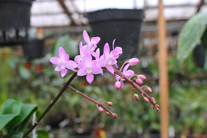Phalaenopsis equestris 'Pink'.jpg