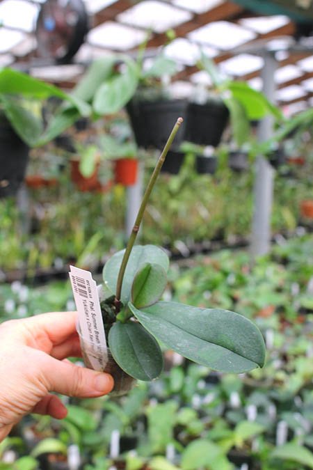 Phalaenopsis Summer Breath '401' (Sogo Yukidian x Chian Xen Pearl).jpg