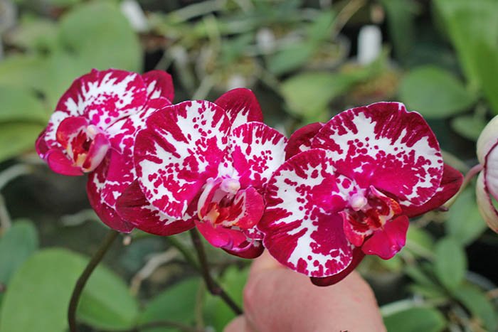 Phalaenopsis Lianher Focus.jpg