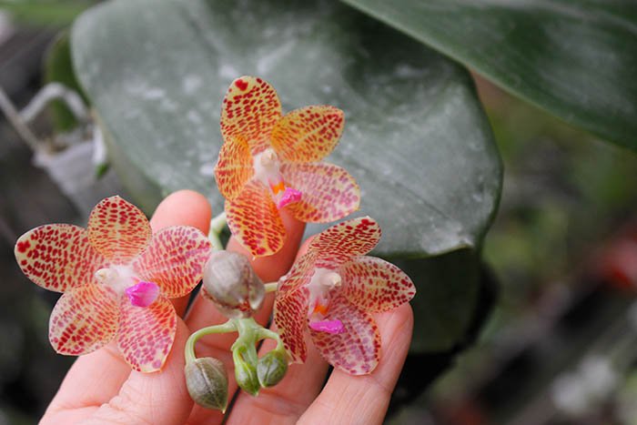 Phalaenopsis jawanica x gigantea.jpg