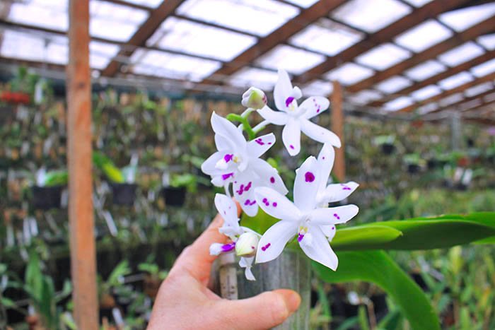 Phalaenopsis speciosa spot.jpg