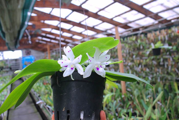 Phalaenopsis speciosa spot.jpg