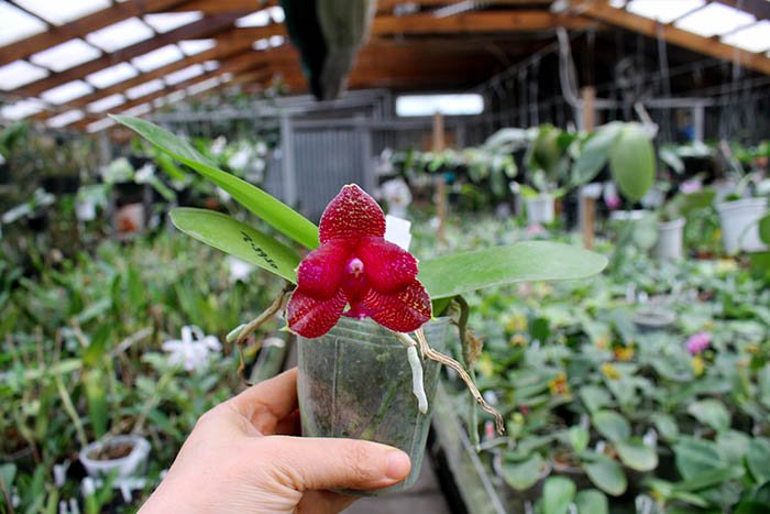 Phalaenopsis Miro Supper Star 'MO198' x LD Sun Dragon 'MO98'.jpg