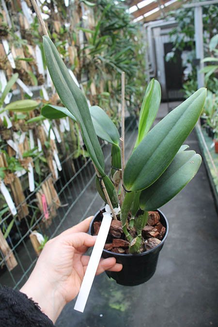 Cattleya labiata semi-alba ('Arlequim' x 'Branca de Neve').jpg