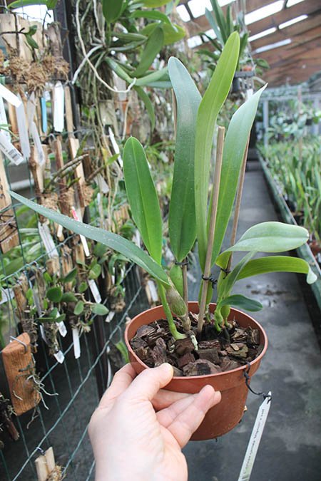 Laelia crispa carnea 'Mignon' x self.jpg