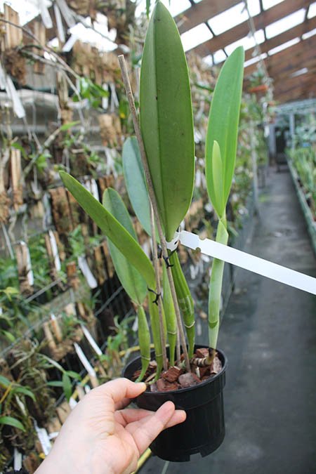 Cattleya trianae tipo 'Fine Variety' (98-8) x Cattleya trianae 'India' (10-8).jpg