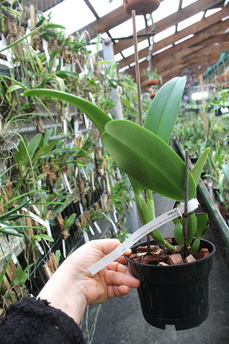 Cattleya warneri semi-alba ('Pater Noster' x 'Guindani').jpg