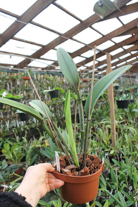 Cattleya maxima coerulea ('Gigi' x 'Angelo') x coerulea 'Gigi 4N.jpg