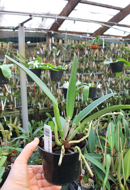 Cattleya maxima semi alba (Hui Yun).jpg