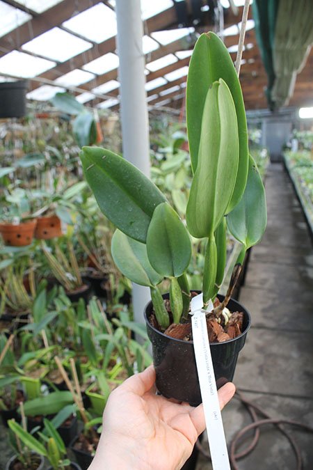 Cattleya gaskelliana coerulea 'Vista Linda' (Z-360) x Cattleya gaskelliana coerulea 'Boas Vista' (Z-360).jpg